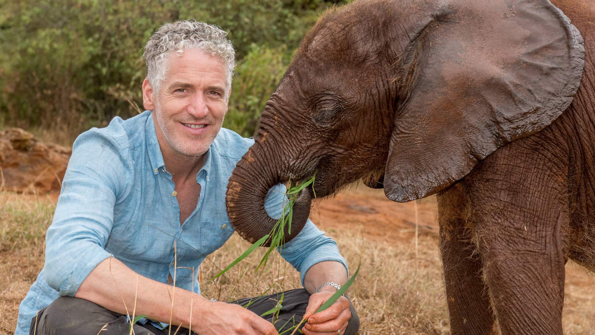 Gordon Buchanan feeding grass to a baby elephant