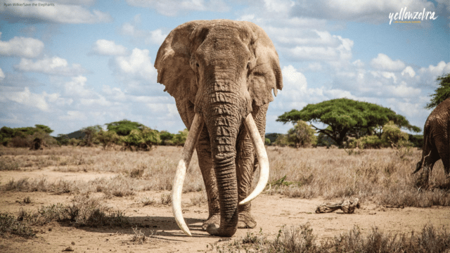 An African elephant in the wild facing forwards. The sky is blue, with green trees in the background.