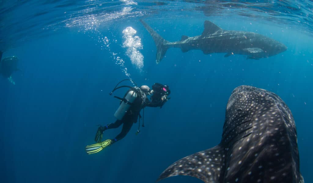 Doug Allan, wearing a Scuba suit, operates a camera inside a waterproof housing to film a group of whale sharks in the ocean.